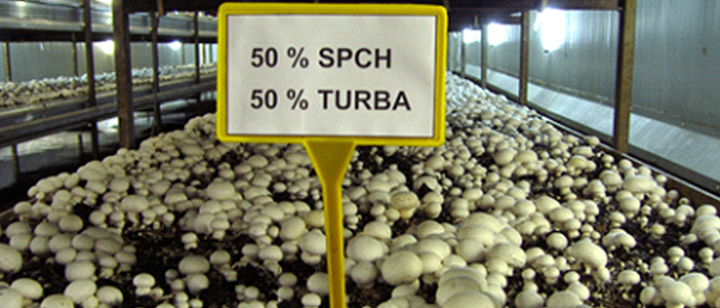 Foto de la autora: ensayos de uso de SPCH procedente del cultivo de A. bisporus mezclado con diferentes porcentajes de turba para uso como tierra de cobertura para el cultivo de champiñón.