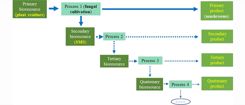 Figura 2. Schematic illustration of the cascade-use concept of bioresources (based on Vis et al. 2016, p. 6, https://data.europa.eu/doi/10.2873/827106).